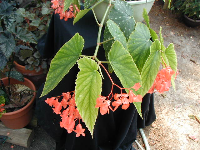 B. ‘Bushy Coral’